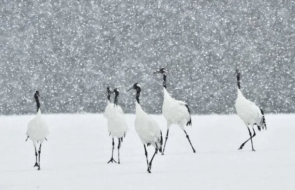 Kar Yağışı Japon Vinçler Kırmızı Taç Vinç Bilimsel Adı Grus — Stok fotoğraf