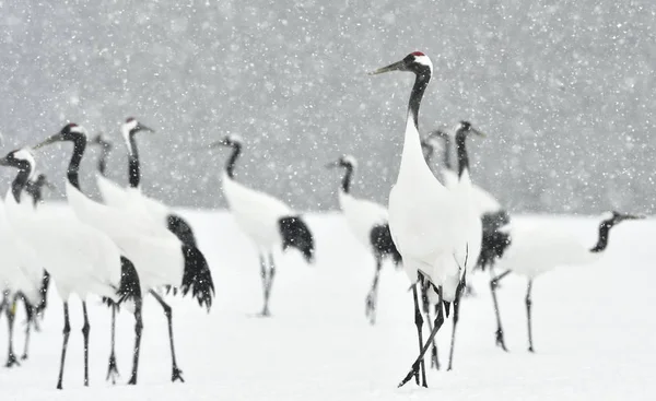 Kar Yağışı Japon Vinçler Kırmızı Taç Vinç Bilimsel Adı Grus — Stok fotoğraf