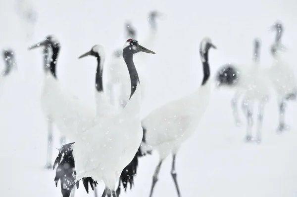 Cranes입니다 크레인입니다 과학적인 크레인 두루미 Japonensis 동아시아 크레인은 — 스톡 사진