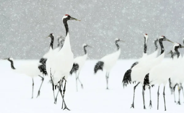 Rituální Sňatek Tanec Jeřábů Mandžuský Jeřáby Vědecký Název Grus Japonensis — Stock fotografie