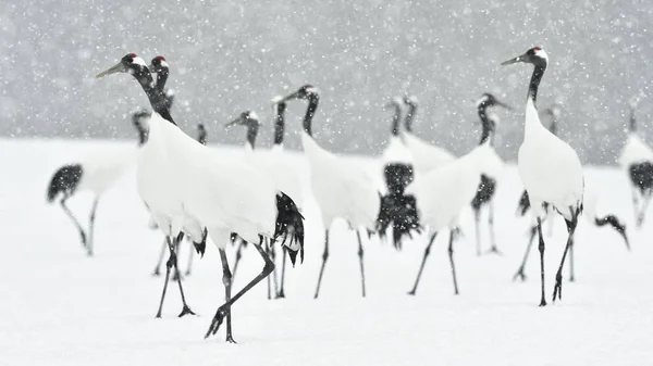 Japanse Kranen Sneeuwval Rood Gekroond Kraan Wetenschappelijke Naam Grus Japonensis — Stockfoto