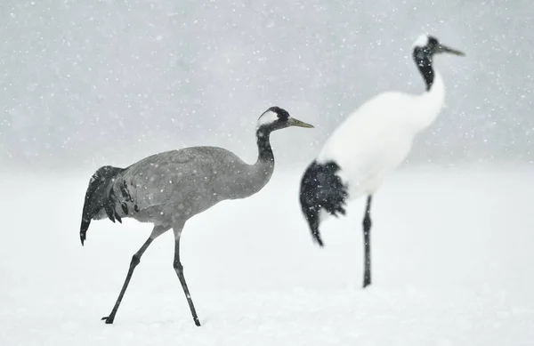 Den Rödkronad Kranar Och Eurasian Crane Vetenskapligt Namn Grus Japonensis — Stockfoto