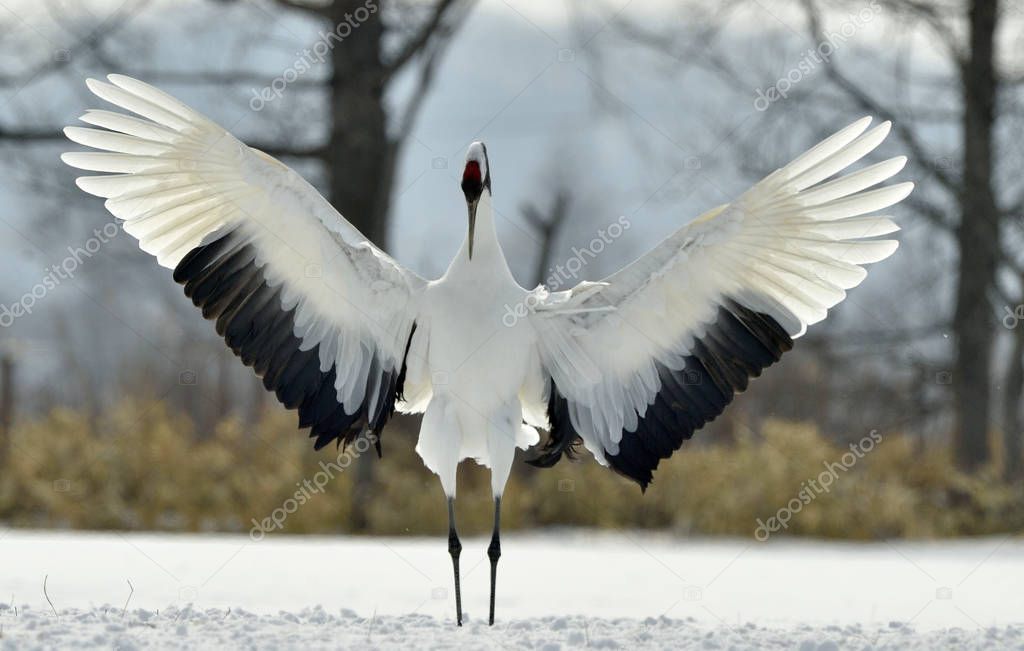 Dancing Crane. The ritual marriage dance. The red-crowned crane. Scientific name: Grus japonensis, also called the Japanese  or Manchurian crane, is a large East Asian Crane.