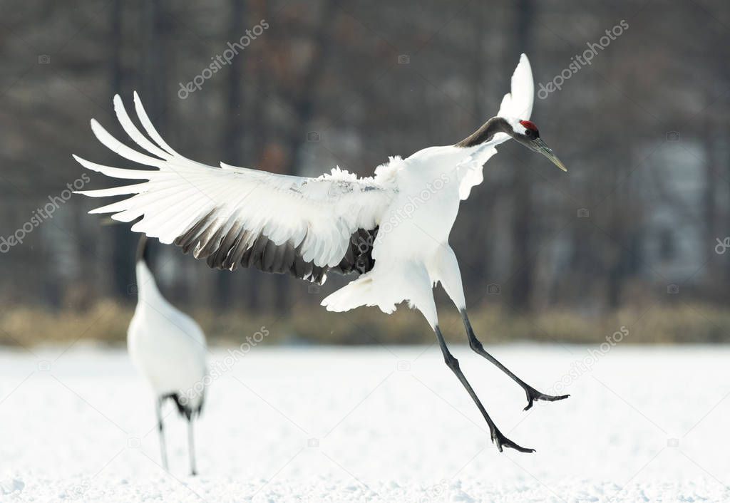 The ritual marriage dance of cranes. The red-crowned cranes. Scientific name: Grus japonensis, also called the Japanese crane or Manchurian crane, is a large East Asian Crane.