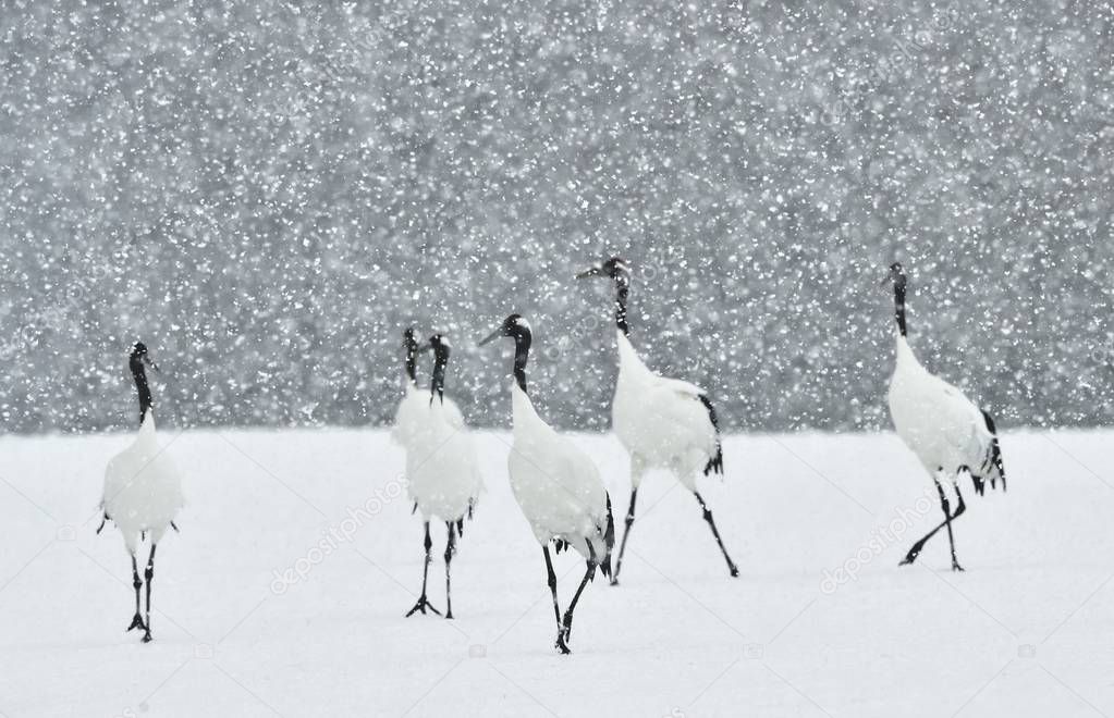 Japanese cranes in snowfall. The red-crowned crane. Scientific name: Grus japonensis, also called the Japanese crane or Manchurian crane, is a large East Asian Crane.