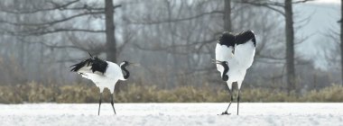 Vinçler ritüel evlilik dansı. Kırmızı taç Vinçler. Bilimsel adı: Grus japonensis Japon vinç veya Mançurya vinç, olarak da bilinir, bu büyük bir Doğu Asya vinç.