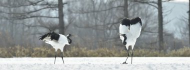 The ritual marriage dance of cranes. The red-crowned cranes. Scientific name: Grus japonensis, also called the Japanese crane or Manchurian crane, is a large East Asian Crane. clipart