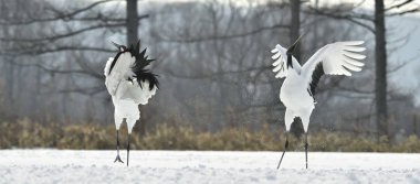 Vinçler ritüel evlilik dansı. Kırmızı taç Vinçler. Bilimsel adı: Grus japonensis Japon vinç veya Mançurya vinç, olarak da bilinir, bu büyük bir Doğu Asya vinç.