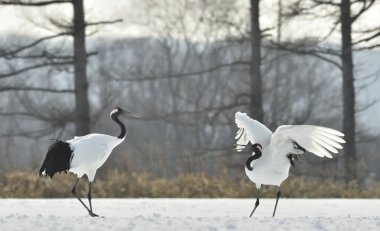 Vinçler ritüel evlilik dansı. Kırmızı taç Vinçler. Bilimsel adı: Grus japonensis Japon vinç veya Mançurya vinç, olarak da bilinir, bu büyük bir Doğu Asya vinç.