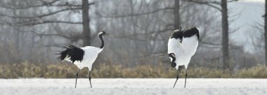 Vinçler ritüel evlilik dansı. Kırmızı taç Vinçler. Bilimsel adı: Grus japonensis Japon vinç veya Mançurya vinç, olarak da bilinir, bu büyük bir Doğu Asya vinç.