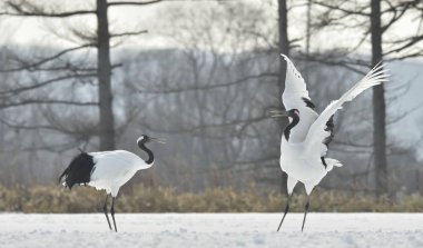 Vinçler ritüel evlilik dansı. Kırmızı taç Vinçler. Bilimsel adı: Grus japonensis Japon vinç veya Mançurya vinç, olarak da bilinir, bu büyük bir Doğu Asya vinç.