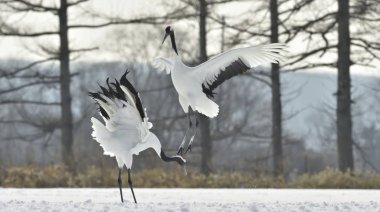 Vinçler ritüel evlilik dansı. Kırmızı taç Vinçler. Bilimsel adı: Grus japonensis Japon vinç veya Mançurya vinç, olarak da bilinir, bu büyük bir Doğu Asya vinç.
