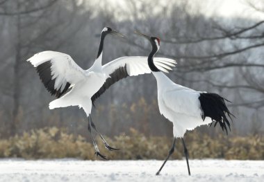 Vinçler ritüel evlilik dansı. Kırmızı taç Vinçler. Bilimsel adı: Grus japonensis Japon vinç veya Mançurya vinç, olarak da bilinir, bu büyük bir Doğu Asya vinç.