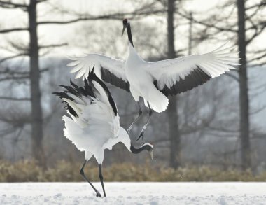 Vinçler ritüel evlilik dansı. Kırmızı taç Vinçler. Bilimsel adı: Grus japonensis Japon vinç veya Mançurya vinç, olarak da bilinir, bu büyük bir Doğu Asya vinç.