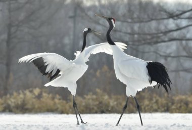 Vinçler ritüel evlilik dansı. Kırmızı taç Vinçler. Bilimsel adı: Grus japonensis Japon vinç veya Mançurya vinç, olarak da bilinir, bu büyük bir Doğu Asya vinç.