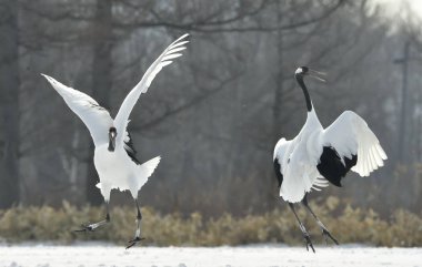 Vinçler ritüel evlilik dansı. Kırmızı taç Vinçler. Bilimsel adı: Grus japonensis Japon vinç veya Mançurya vinç, olarak da bilinir, bu büyük bir Doğu Asya vinç.