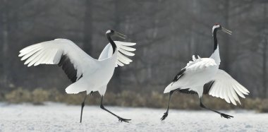 Vinçler ritüel evlilik dansı. Kırmızı taç Vinçler. Bilimsel adı: Grus japonensis Japon vinç veya Mançurya vinç, olarak da bilinir, bu büyük bir Doğu Asya vinç.