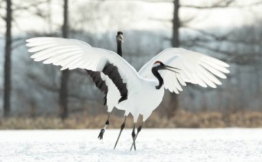Vinçler ritüel evlilik dansı. Kırmızı taç Vinçler. Bilimsel adı: Grus japonensis Japon vinç veya Mançurya vinç, olarak da bilinir, bu büyük bir Doğu Asya vinç.