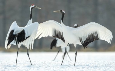 Vinçler ritüel evlilik dansı. Kırmızı taç Vinçler. Bilimsel adı: Grus japonensis Japon vinç veya Mançurya vinç, olarak da bilinir, bu büyük bir Doğu Asya vinç.