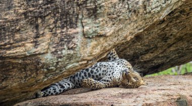 Bir kayanın üzerinde leopar. Sri Lankalı leopar erkek. Bilimsel adı: Panthera pardus kotiya. Sri Lanka. Yala Milli Parkı.