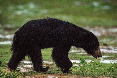 Sri Lankalı tembel ayı (Melursus ursinus inornatus) başta olmak üzere ova yağmursuz ormanlar Sri Lanka ada bulundu tembel ayı bir alt türü olan.