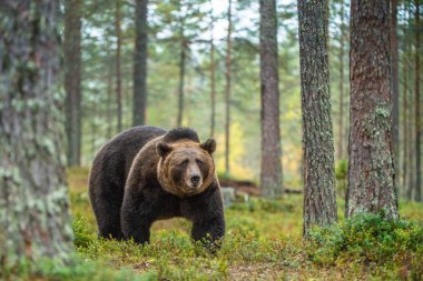 Boz ayı sonbahar ormanın içinde. Bilimsel adı: Ursus arctos. Doğal yaşam alanı.