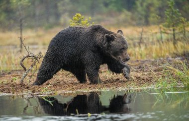 Bataklık üzerinde bir boz ayı. Yetişkin vahşi büyük boz ayı. Bilimsel adı: Ursus arctos. Doğal yaşam alanı, sonbahar sezon.