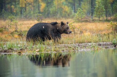 Bataklık üzerinde bir boz ayı. Yetişkin vahşi büyük boz ayı. Bilimsel adı: Ursus arctos. Doğal yaşam alanı, sonbahar sezon.
