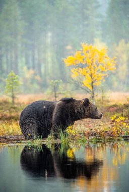 Bataklık üzerinde bir boz ayı. Yetişkin vahşi büyük boz ayı. Bilimsel adı: Ursus arctos. Doğal yaşam alanı, sonbahar sezon.