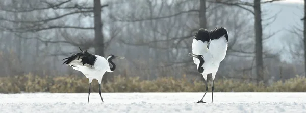 Ritual Marriage Dance Cranes Red Crowned Cranes Scientific Name Grus — Stock Photo, Image