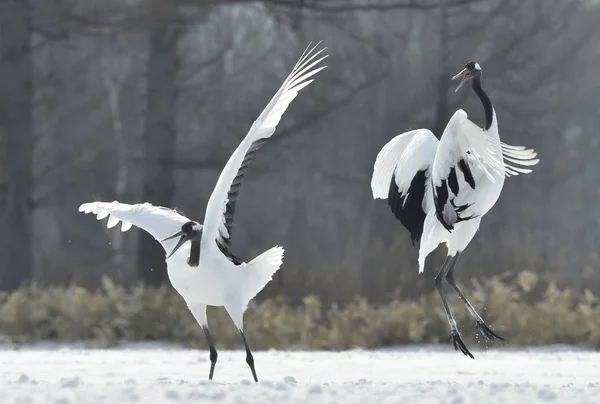 Vinçler Ritüel Evlilik Dansı Kırmızı Taç Vinçler Bilimsel Adı Grus — Stok fotoğraf