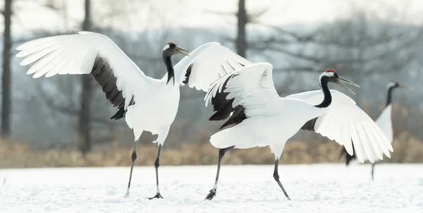 Vinçler Ritüel Evlilik Dansı Kırmızı Taç Vinçler Bilimsel Adı Grus — Stok fotoğraf