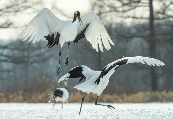 Vinçler ritüel evlilik dansı. Kırmızı taç Vinçler. Bilimsel adı: Grus japonensis Japon vinç veya Mançurya vinç, olarak da bilinir, bu büyük bir Doğu Asya vinç.