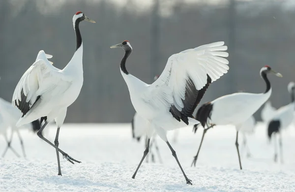 Vinçler Ritüel Evlilik Dansı Kırmızı Taç Vinçler Bilimsel Adı Grus — Stok fotoğraf