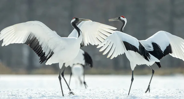 Ritual Marriage Dance Cranes Red Crowned Cranes Scientific Name Grus — Stock Photo, Image