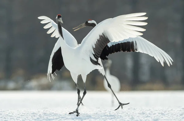 크레인의 댄스입니다 Cranes입니다 과학적인 크레인 두루미 Japonensis 동아시아 크레인은 — 스톡 사진