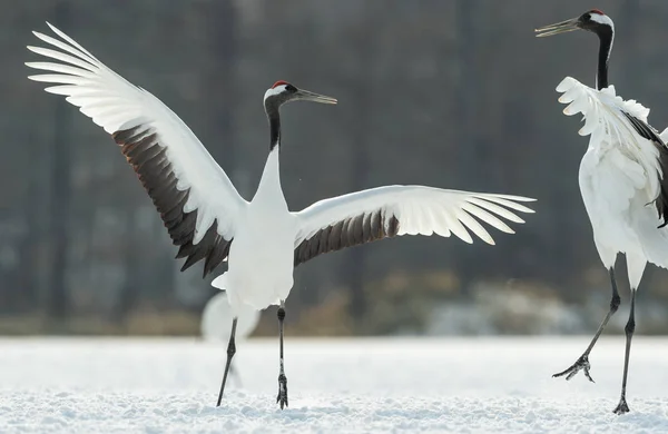 Vinçler Ritüel Evlilik Dansı Kırmızı Taç Vinçler Bilimsel Adı Grus — Stok fotoğraf