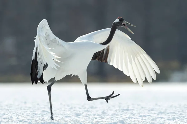 Dancing Crane. The ritual marriage dance. The red-crowned crane. Scientific name: Grus japonensis, also called the Japanese  or Manchurian crane, is a large East Asian Crane.