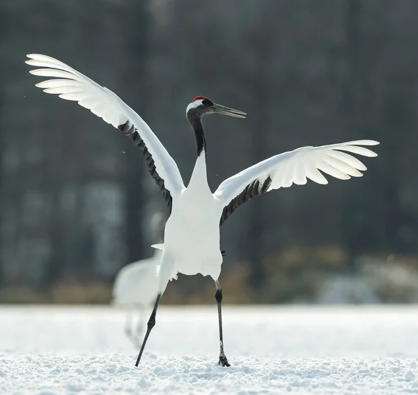 Dancing Crane Baile Ritual Del Matrimonio Grúa Corona Roja Nombre — Foto de Stock