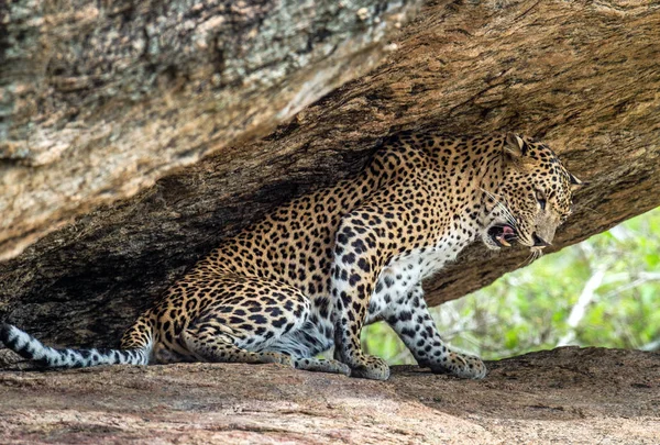Leopard Egy Szikla Ceyloni Leopárd Női Tudományos Név Panthera Pardus — Stock Fotó
