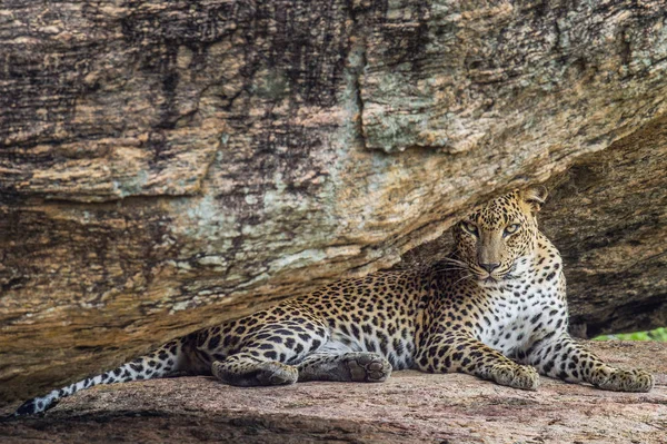 Леопард Камне Женщина Шри Ланкийского Леопарда Научное Название Panthera Pardus — стоковое фото