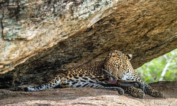 Léopard Sur Rocher Femelle Léopard Sri Lankais Nom Scientifique Panthera — Photo