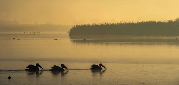 Pelicans Morning Mist Morning Mist Dawn — Stock Photo, Image