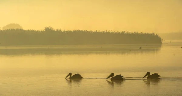 Pelikanen Ochtend Mist Ochtendnevel Voor Zonsopgang — Stockfoto