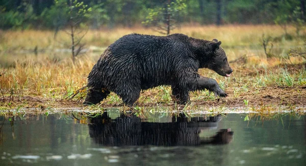 沼泽上的棕熊 成年野生大棕熊 科学名称 乌尔苏斯阿尔克托斯 自然栖息地 秋季季节 — 图库照片