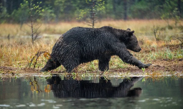 Urso Castanho Pântano Urso Big Brown Selvagem Adulto Nome Científico — Fotografia de Stock