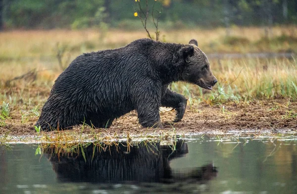 沼地の上の茶色のクマ 大人大きなヒグマ 科学的な名前 Ursus Arctos 自然の生息地 秋のシーズン — ストック写真