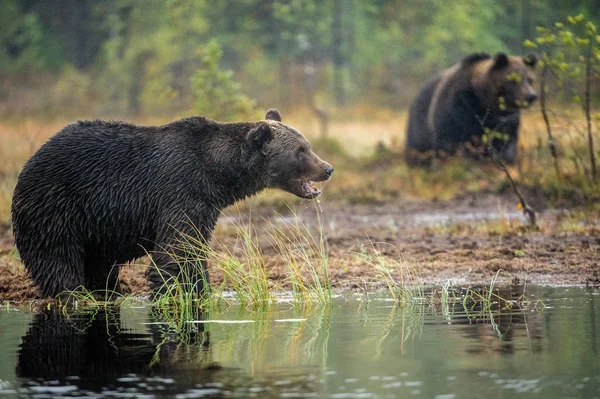 Brown Nosi Torfowiska Dorosły Dziki Wielkie Niedźwiedzie Brunatne Nazwa Naukowa — Zdjęcie stockowe