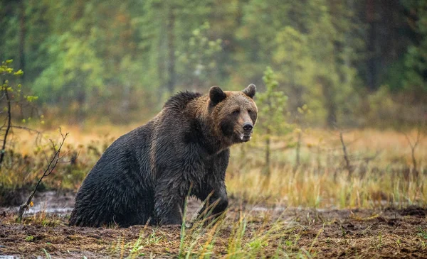 Niedźwiedź Brunatny Bog Dorosły Dziki Niedźwiedź Brunatny Duże Nazwa Naukowa — Zdjęcie stockowe