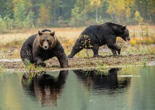 Urso Castanho Pântano Ursos Big Brown Selvagens Adultos Nome Científico — Fotografia de Stock